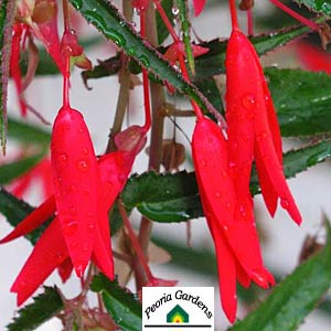B. ‘Bonfire Scarlet’